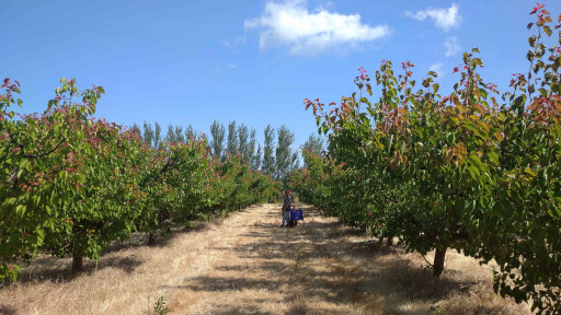 Caisses, fruits et champ