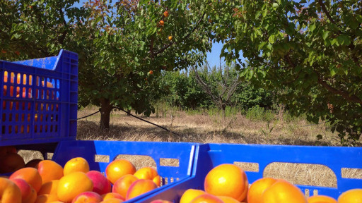 Caisses, fruits et champ